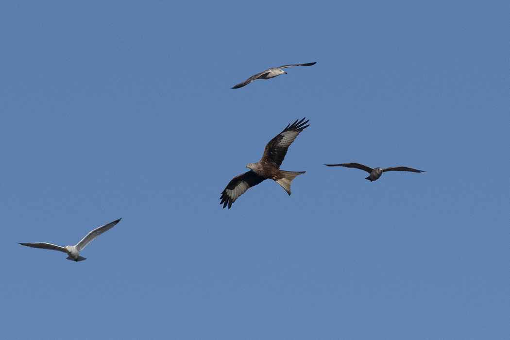 Red Kite